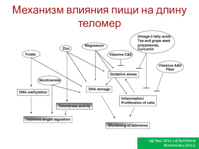 Механизм влияния пищи на длину теломер Ligi Paul, 2011 J.of Nutritional Biochemistry (2011)