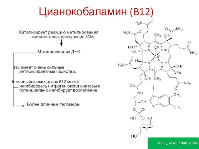 Цианокобаламин (B12) Катализирует реакцию метилирования гомоцистеина, прекурсора SAM. Метилирование ДНК B12 имеет