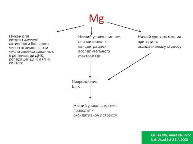 Mg Нужен для каталитической активности большого числа энзимов, в том числе задействованных