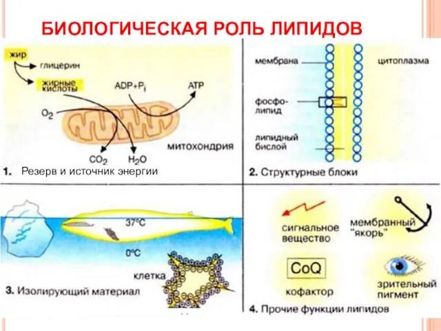 БИОЛОГИЧЕСКАЯ РОЛЬ ЛИПИДОВ Резерв и источник энергии