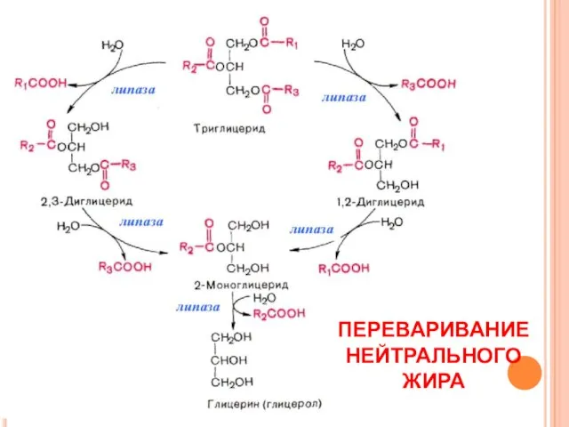 ПЕРЕВАРИВАНИЕ НЕЙТРАЛЬНОГО ЖИРА