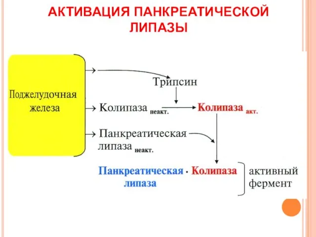 АКТИВАЦИЯ ПАНКРЕАТИЧЕСКОЙ ЛИПАЗЫ