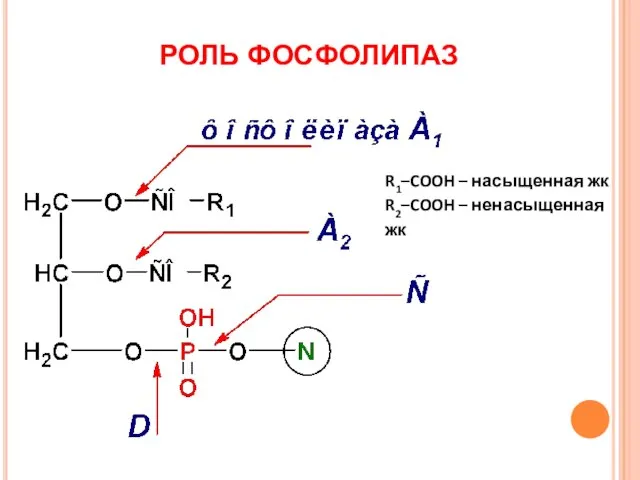 РОЛЬ ФОСФОЛИПАЗ