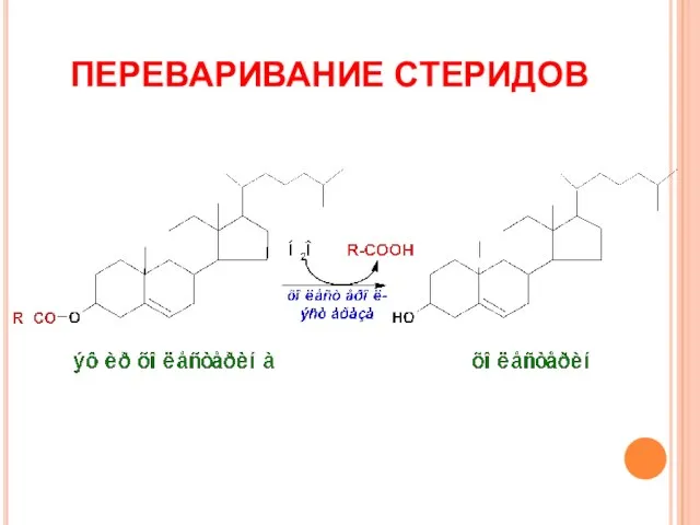 ПЕРЕВАРИВАНИЕ СТЕРИДОВ