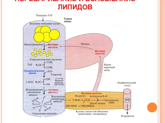 ПЕРЕВАРИВАНИЕ И ВСАСЫВАНИЕ ЛИПИДОВ