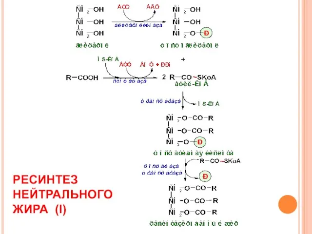 РЕСИНТЕЗ НЕЙТРАЛЬНОГО ЖИРА (I)