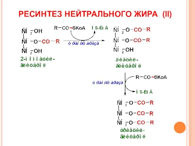 РЕСИНТЕЗ НЕЙТРАЛЬНОГО ЖИРА (II)