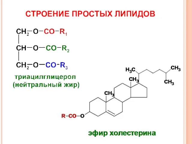 СТРОЕНИЕ ПРОСТЫХ ЛИПИДОВ