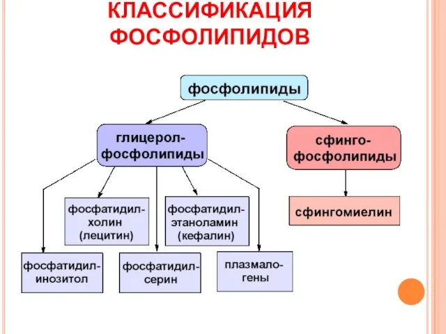 КЛАССИФИКАЦИЯ ФОСФОЛИПИДОВ