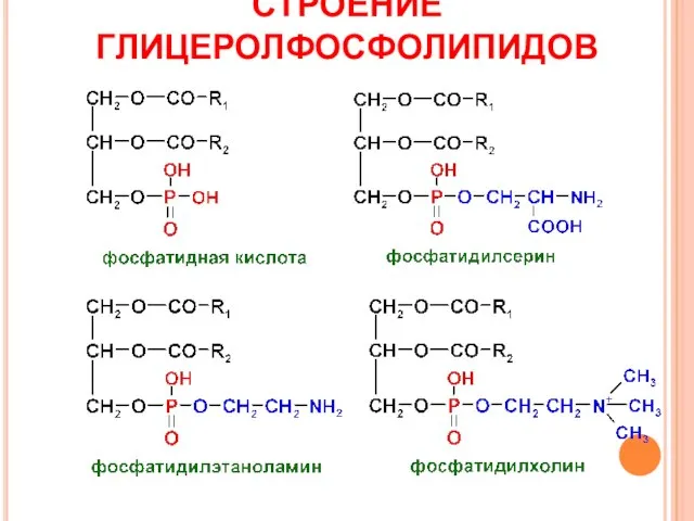 СТРОЕНИЕ ГЛИЦЕРОЛФОСФОЛИПИДОВ