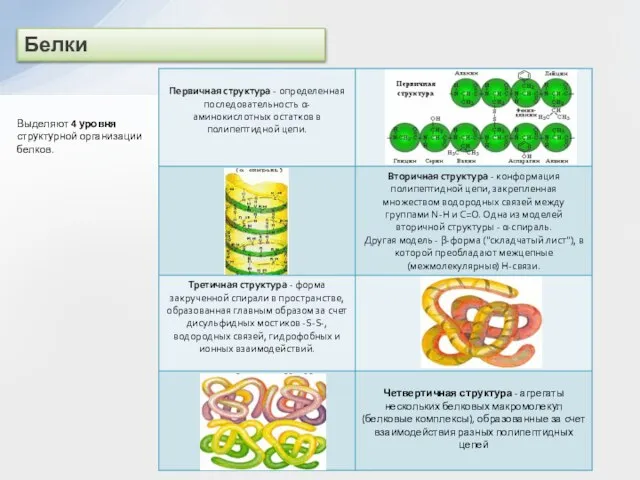 Белки Выделяют 4 уровня структурной организации белков.