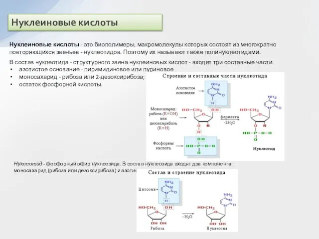 Нуклеиновые кислоты Нуклеиновые кислоты - это биополимеры, макромолекулы которых состоят из многократно