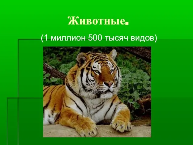 Животные. (1 миллион 500 тысяч видов)