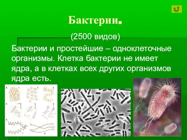 Бактерии. (2500 видов) Бактерии и простейшие – одноклеточные организмы. Клетка бактерии не
