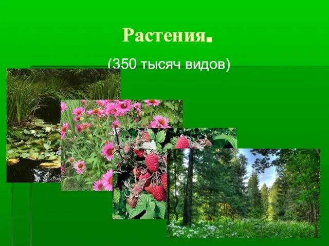 Растения. (350 тысяч видов)