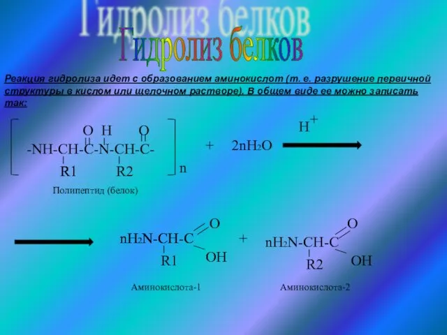 Гидролиз белков -NH-CH-C-N-CH-C- R1 O H R2 O n + 2nH2O H