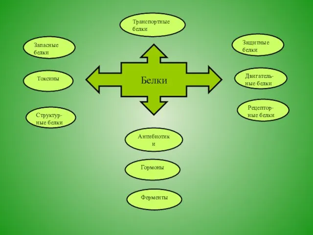 Ферменты Защитные белки Двигатель- ные белки Структур- ные белки Запасные белки Антибиотики