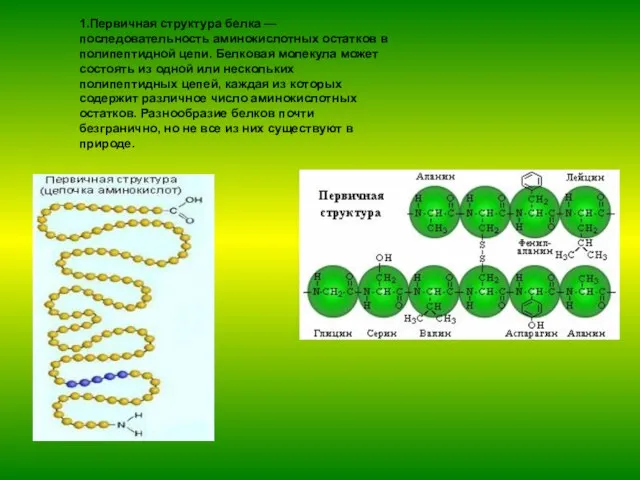 1.Первичная структура белка — последовательность аминокислотных остатков в полипептидной цепи. Белковая молекула
