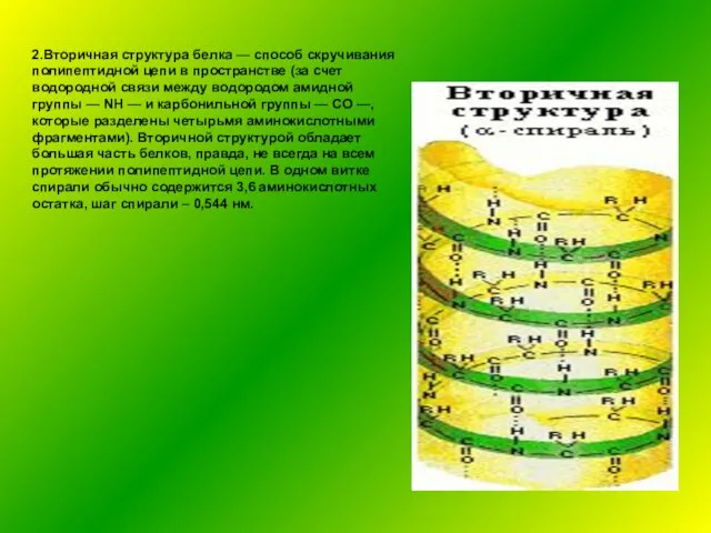 2.Вторичная структура белка — способ скручивания полипептидной цепи в пространстве (за счет