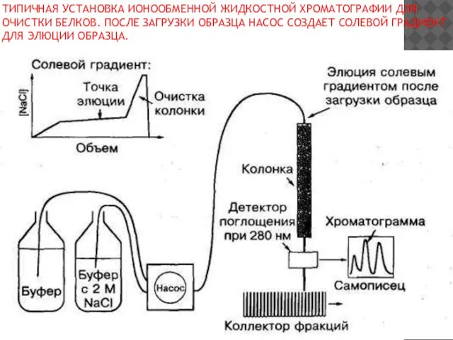 ТИПИЧНАЯ УСТАНОВКА ИОНООБМЕННОЙ ЖИДКОСТНОЙ ХРОМАТОГРАФИИ ДЛЯ ОЧИСТКИ БЕЛКОВ. ПОСЛЕ ЗАГРУЗКИ ОБРАЗЦА НАСОС