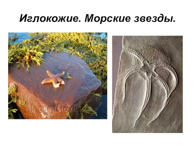 Иглокожие. Морские звезды.