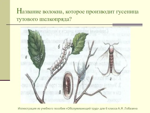 Название волокна, которое производит гусеница тутового шелкопряда? Иллюстрация из учебного пособия «Обслуживающий