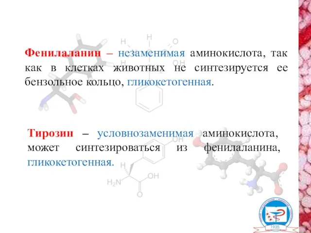 Фенилаланин – незаменимая аминокислота, так как в клетках животных не синтезируется ее