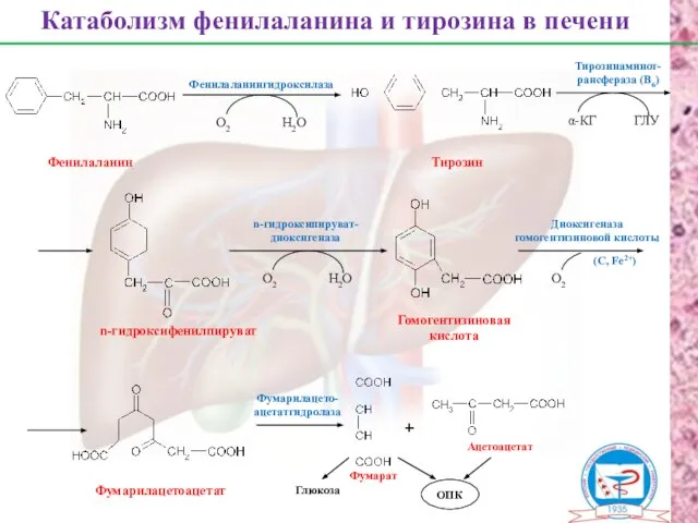 Фенилаланин Тирозин n-гидроксифенилпируват Гомогентизиновая кислота Фумарилацетоацетат Фумарат Ацетоацетат Катаболизм фенилаланина и тирозина