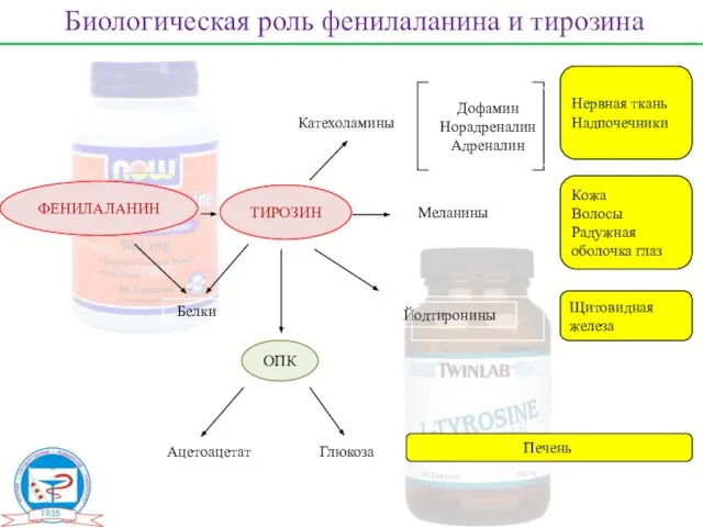 ФЕНИЛАЛАНИН ТИРОЗИН ОПК Белки Ацетоацетат Глюкоза Катехоламины Меланины Йодтиронины Дофамин Норадреналин Адреналин