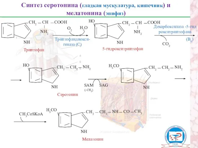 Синтез серотонина (гладкая мускулатура, кишечник) и мелатонина (эпифиз) Триптофан NН СН2 СН