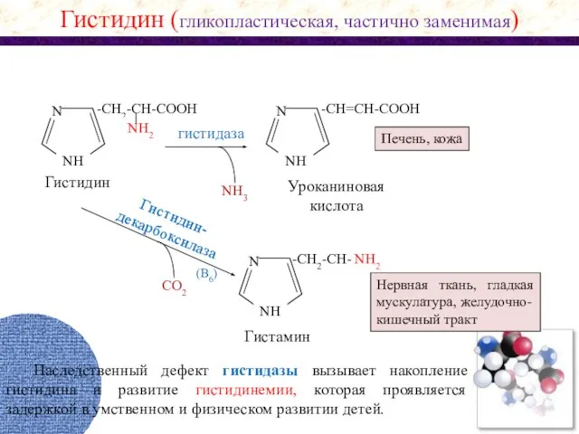 NH2 N NH -CH2-CH-COOH NH2 NH3 N NH -CH=CH-COOH гистидаза Гистидин (гликопластическая,