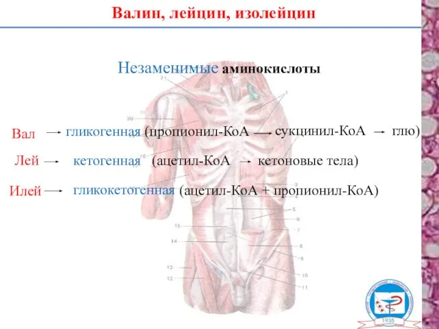 Валин, лейцин, изолейцин Незаменимые аминокислоты Вал Лей Илей гликогенная (пропионил-КоА сукцинил-КоА глю)