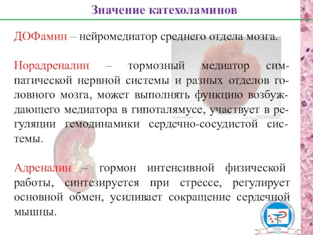 Значение катехоламинов ДОФамин – нейромедиатор среднего отдела мозга. Норадреналин – тормозный медиатор