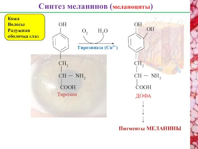 Синтез меланинов (меланоциты) Кожа Волосы Радужная оболочка глаз CH CH2 NH2 CООH