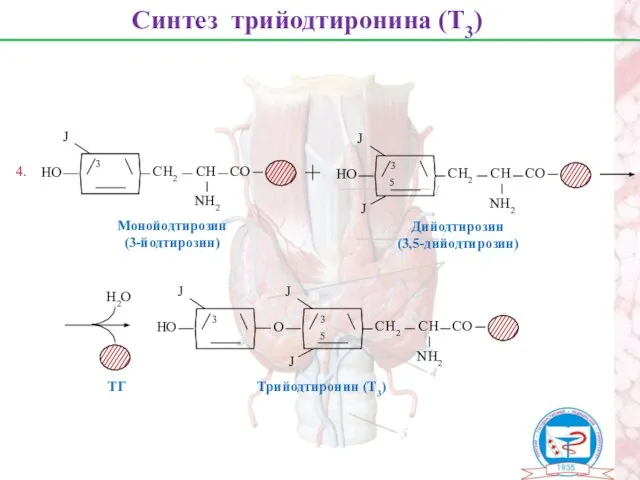 Синтез трийодтиронина (Т3) Монойодтирозин (3-йодтирозин) Дийодтирозин (3,5-дийодтирозин) Н2О ТГ 4. Трийодтиронин (Т3)