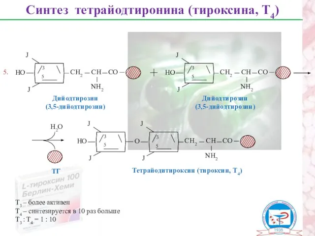 Синтез тетрайодтиронина (тироксина, Т4) Дийодтирозин (3,5-дийодтирозин) 3 5 Дийодтирозин (3,5-дийодтирозин) 3 5