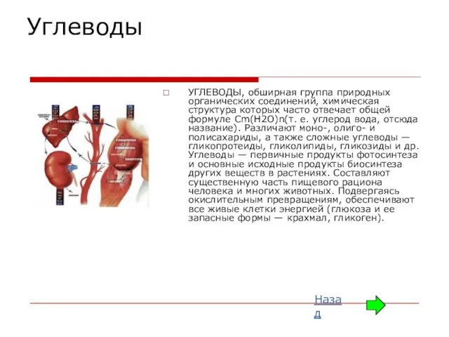 Углеводы УГЛЕВОДЫ, обширная группа природных органических соединений, химическая структура которых часто отвечает
