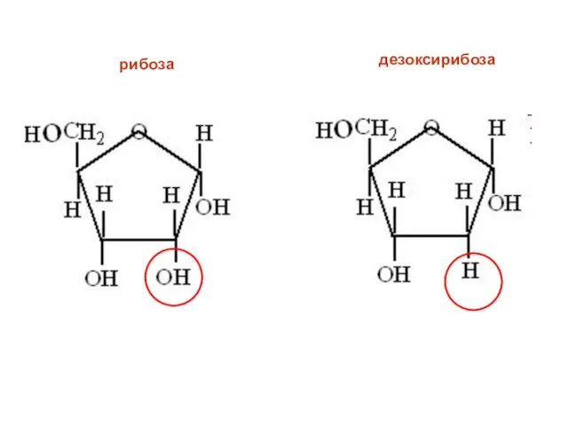 рибоза дезоксирибоза