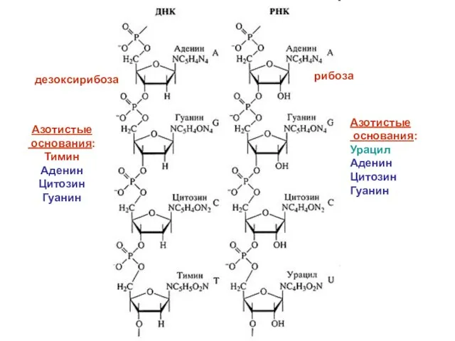 дезоксирибоза рибоза Азотистые основания: Тимин Аденин Цитозин Гуанин Азотистые основания: Урацил Аденин Цитозин Гуанин