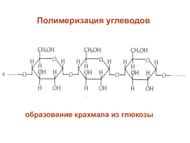 Полимеризация углеводов образование крахмала из глюкозы