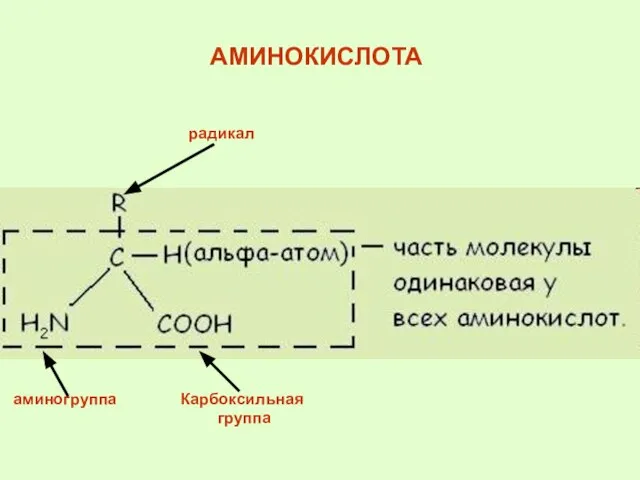 АМИНОКИСЛОТА радикал Карбоксильная группа аминогруппа
