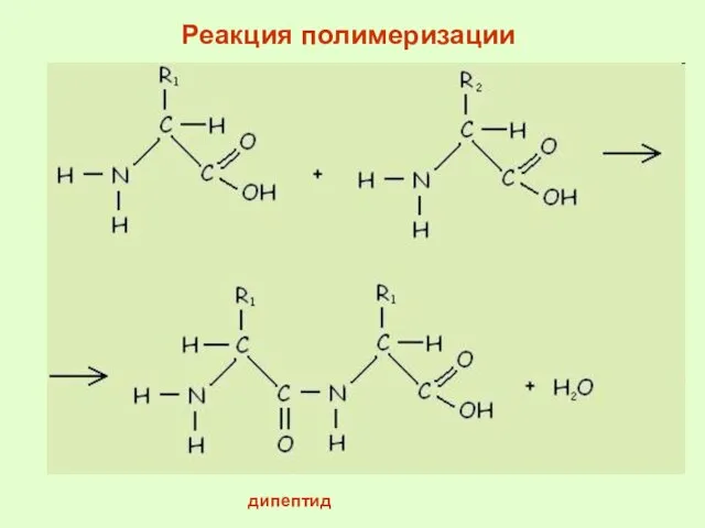 дипептид Реакция полимеризации