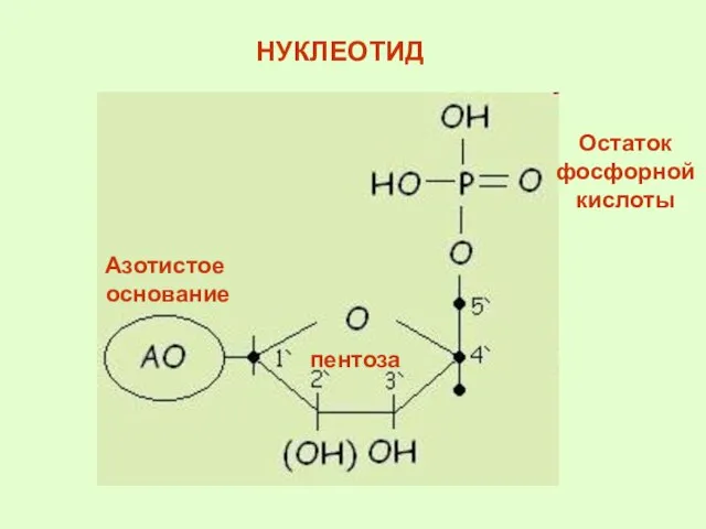 НУКЛЕОТИД Остаток фосфорной кислоты пентоза Азотистое основание