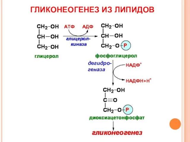 ГЛИКОНЕОГЕНЕЗ ИЗ ЛИПИДОВ дегидро-геназа