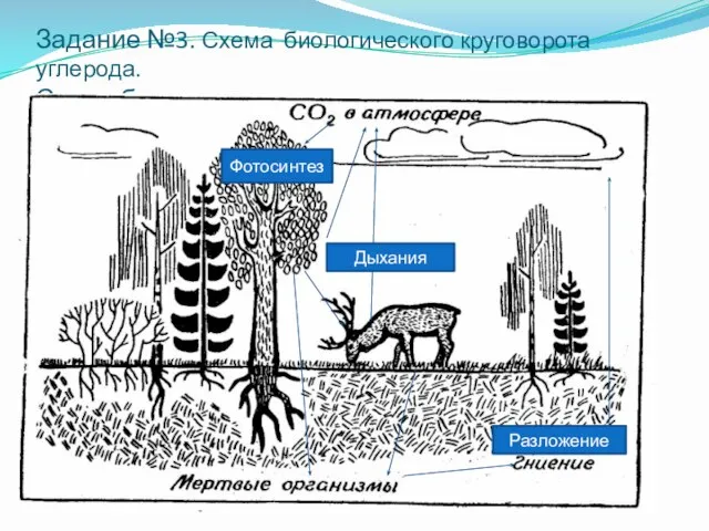 Задание №3. Схема биологического круговорота углерода. Схема биологического круговорота углерода. Фотосинтез Дыхания Разложение