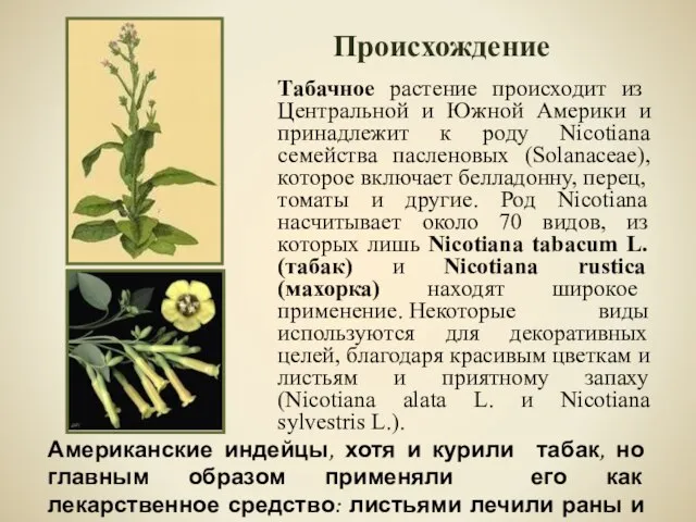 Табачное растение происходит из Центральной и Южной Америки и принадлежит к роду