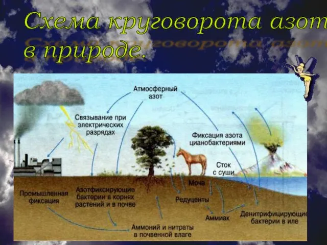 Схема круговорота азота в природе.