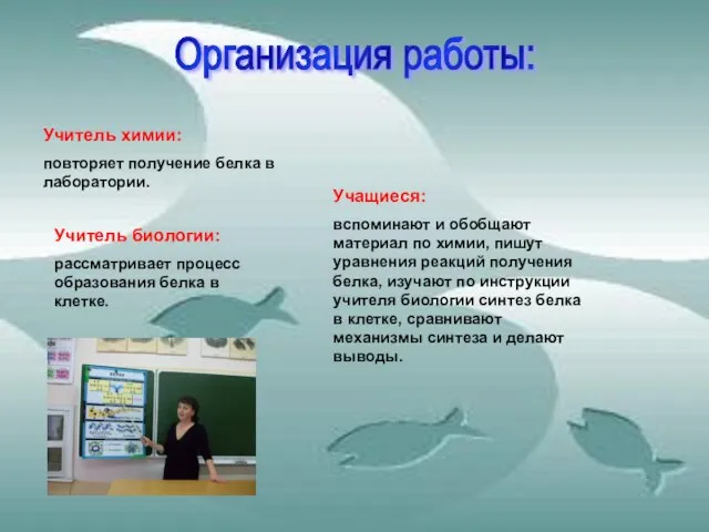 Организация работы: Учитель химии: повторяет получение белка в лаборатории. Учитель биологии: рассматривает