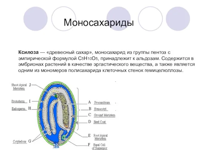 Моносахариды Ксилоза — «древесный сахар», моносахарид из группы пентоз с эмпирической формулой