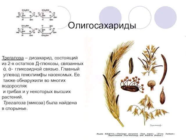 Олигосахариды Трегалоза – дисахарид, состоящий из 2-х остатков Д-глюкозы, связанных ά, ά-